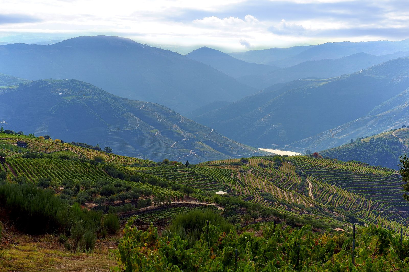 Alto Douro Wine Region, vineyards and hills