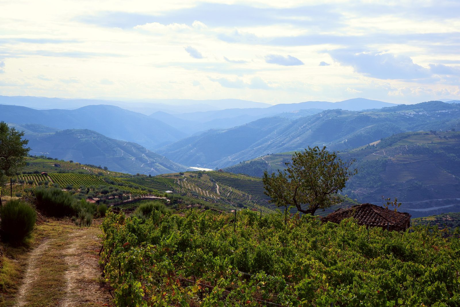 Alto Douro Wine Region, vines and valley view