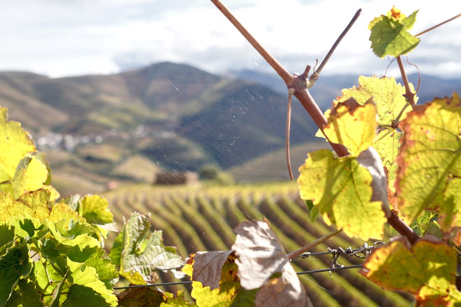 Quinta do Seixo, vine leaves over the terraces