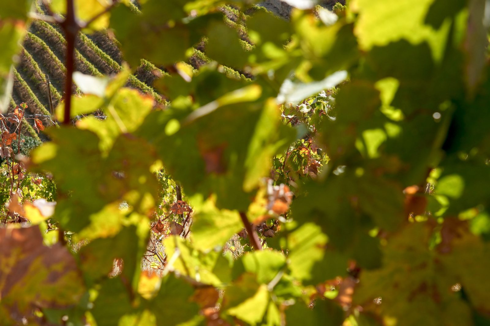 Quinta do Seixo, vine foliage