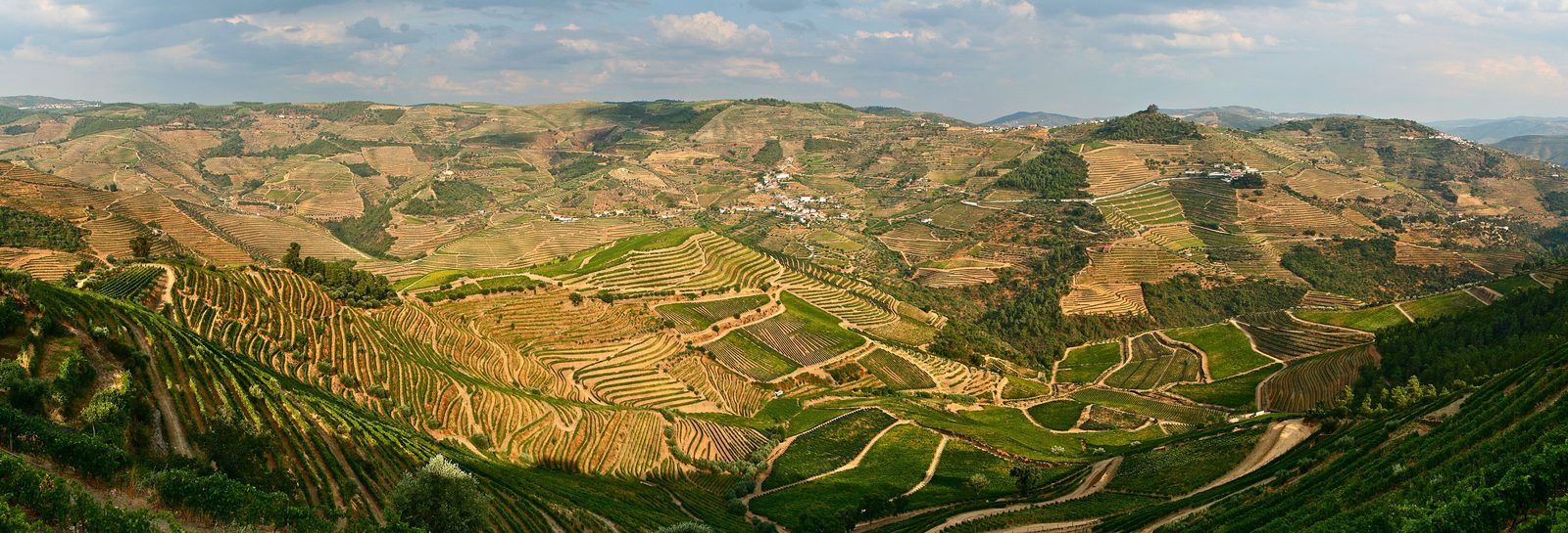 Douro vineyard terraces, patchwork from above