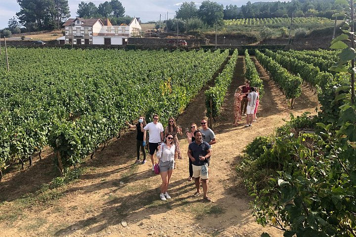Douro Valley Premium Small-Group Tour: Wine, Lunch & Cruise, photo 5