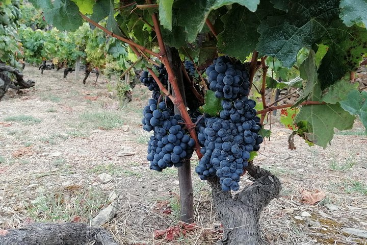 Private Hiking Through Douro Valley Wine Region Half Day Tour, photo 3
