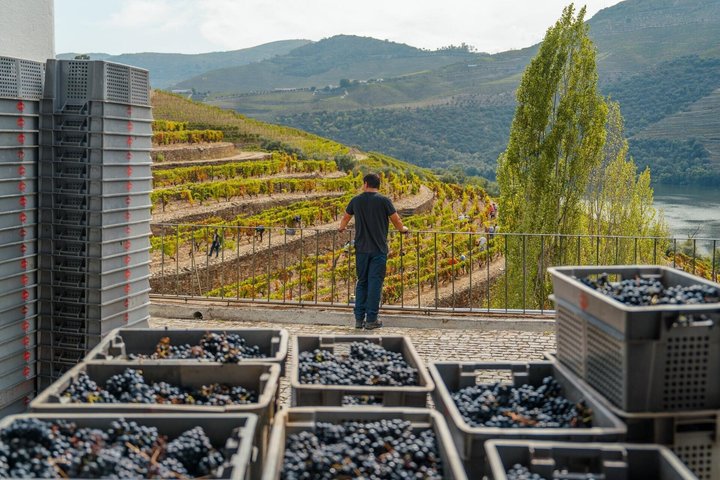 Douro Valley & Amarante Wine, Food & Boat Tour from Porto, photo 2