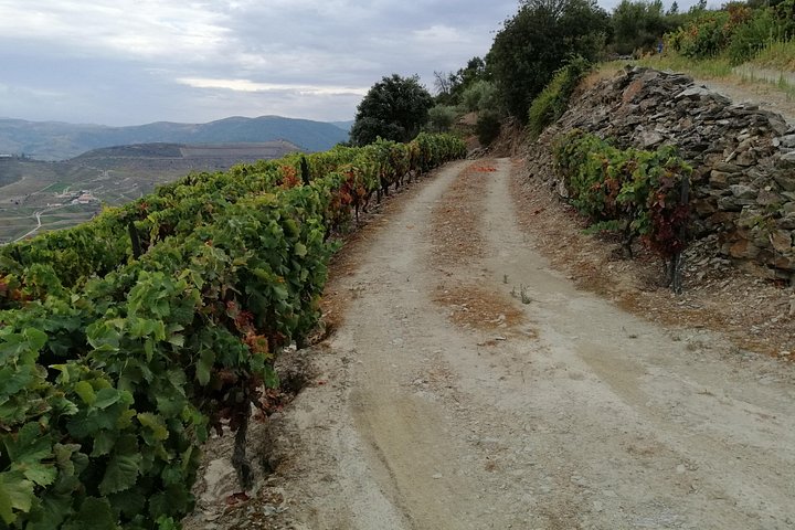 Private Hiking Through Douro Valley Wine Region Half Day Tour, photo 5