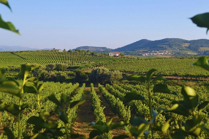 Douro Three Winery Small Group Tour with Lunch and Tastings, photo 4