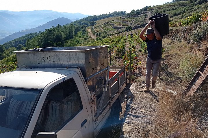 Experience in the Douro: Tua de Rabelo, Quinta, Tasting and Lunch, photo 4