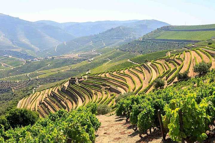 Private Douro Valley Tour Including 3 Wineries, photo 2