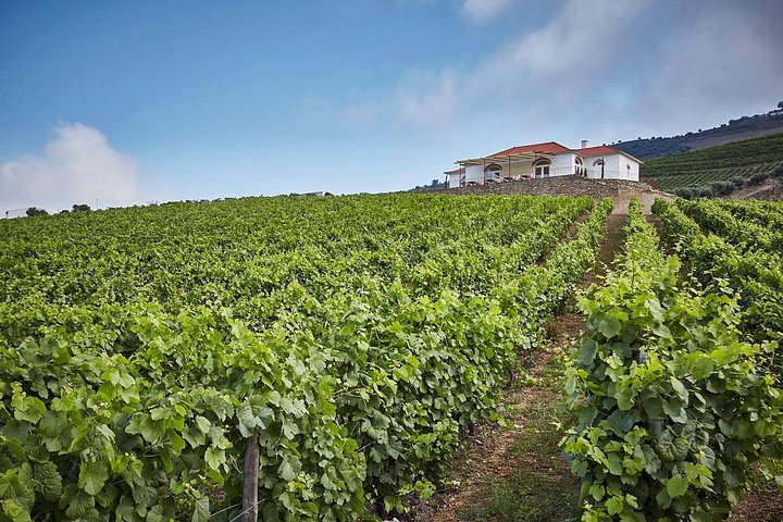 Private Douro Valley Tour from Porto: 3 Wineries & Lunch, photo 5