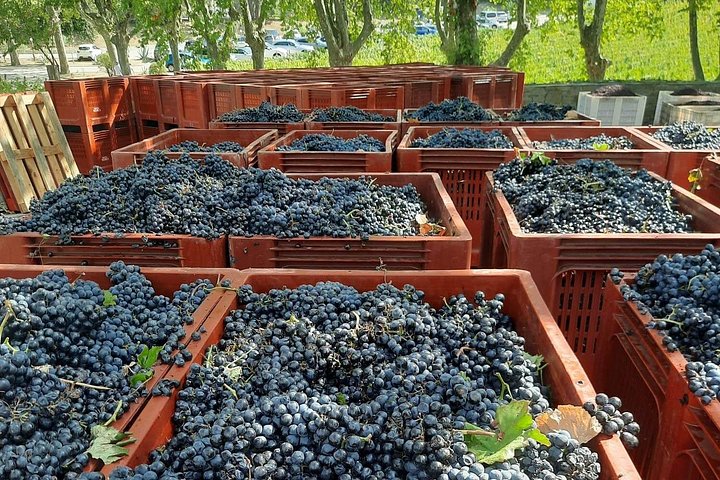 Douro Valley Private Premium Tour with Wine Tasting (1 to 4 people), photo 4