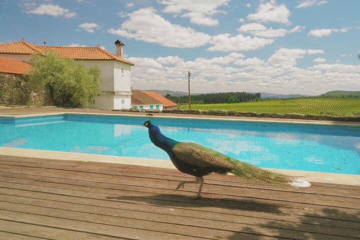 Private Douro Valley Tour with Lunch & Wines, photo 3