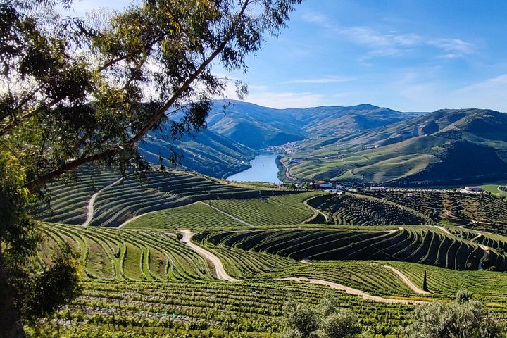 Experience in the Douro: Tua de Rabelo, Quinta, Tasting and Lunch, photo 5