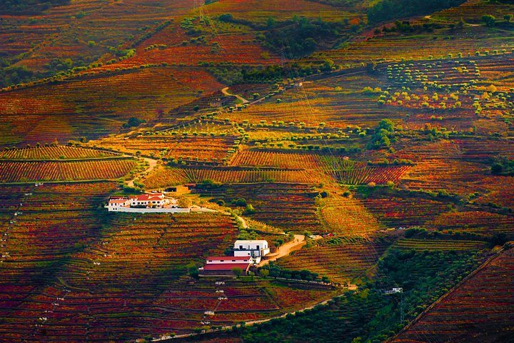 Porto: Douro Valley, 2 Wine Regions, Sommelier, Boat Trip & Lunch, photo 4