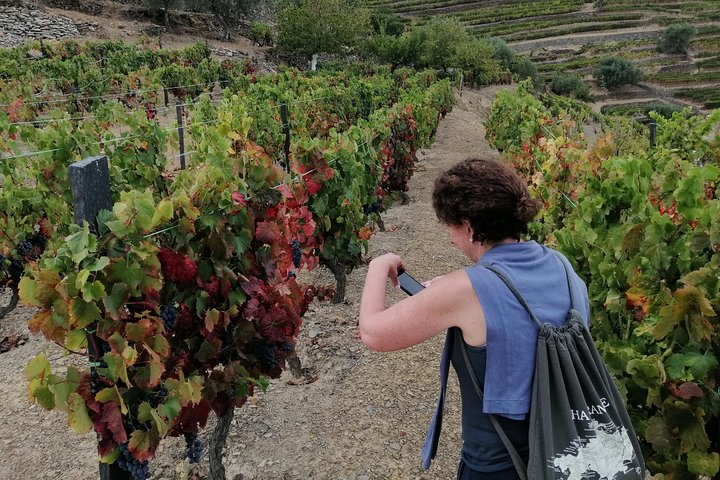 Private Hiking Through Douro Valley Wine Region Half Day Tour, photo 2