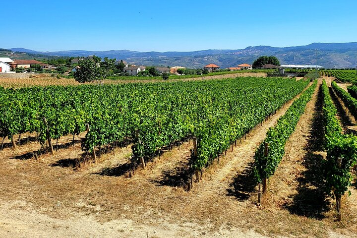 Douro Valley Private Tour (winery + boat + viewpoint), photo 3