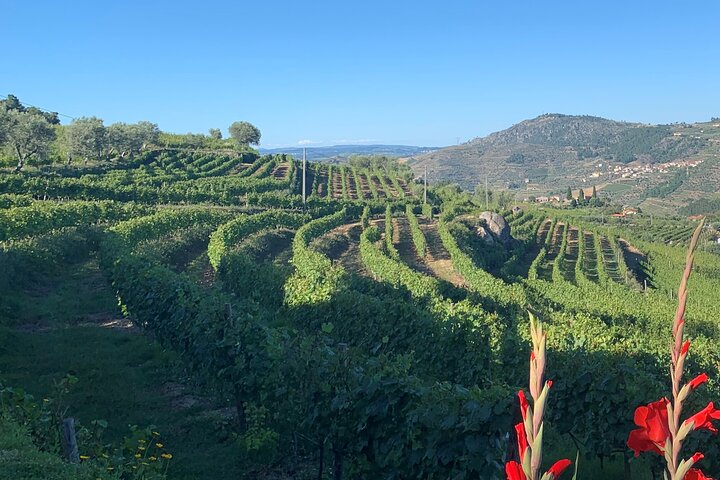 Winery Tour and Wine Tasting Quinta da Portela de Baixo in Lamego, photo 3