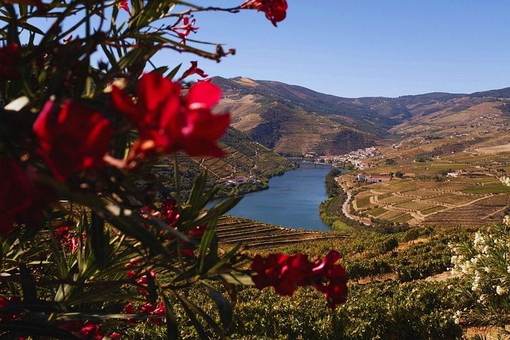 Douro Three Winery Small Group Tour with Lunch and Tastings, photo 3