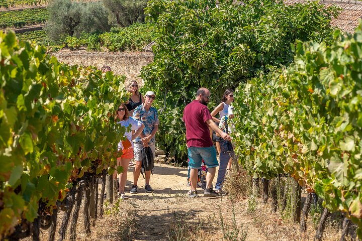 From Porto: Douro Tour with Wine, Cruise and Viewpoint Half-day