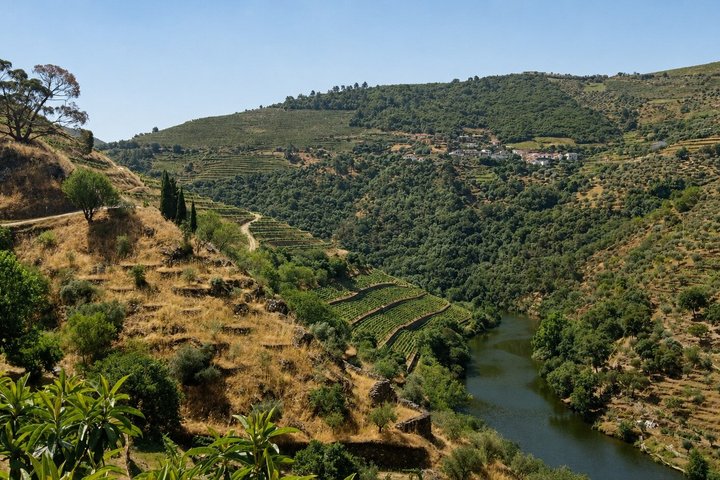 Small-Group Douro Valley Tour: 3 Wineries & Winery Lunch, photo 5