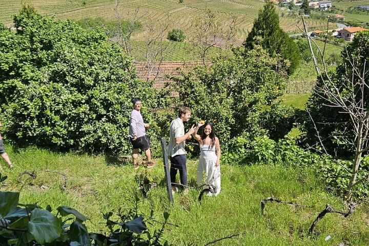 Guided Tasting: The Wines of the Douro Valley, photo 5
